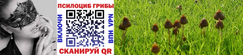 Псилоцибиновые грибы Psilocybe  Купить где  Венёв 